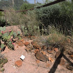 Desert tortoise exhibit [2015]