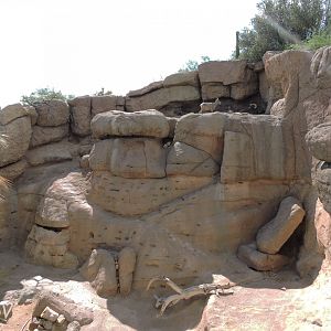 Mexican bighorn sheep exhibit [2015]