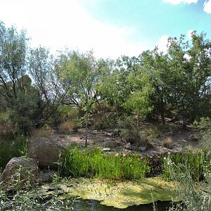 White-nosed coati exhibit [2015]