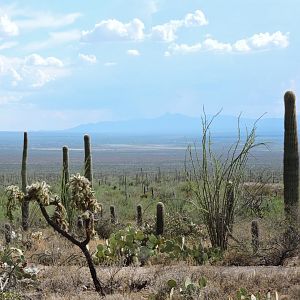 View over the desert [2015]