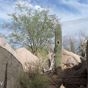 Elf owl aviary [2015]
