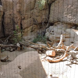 Bobcat exhibit [2015]
