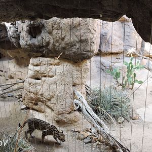 Ocelot exhibit [2015]