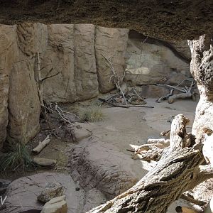 North American porcupine exhibit [2015]