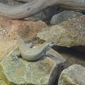 Jersey Zoo January 2019