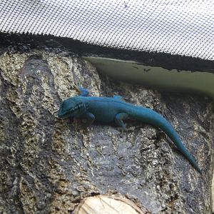 Jersey Zoo January 2019