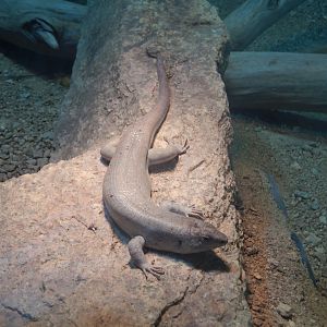 Jersey Zoo January 2019