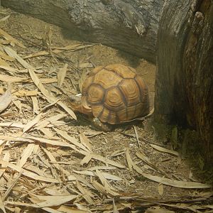 Jersey Zoo January 2019