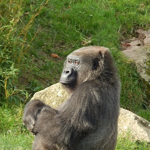 Jersey Zoo January 2019