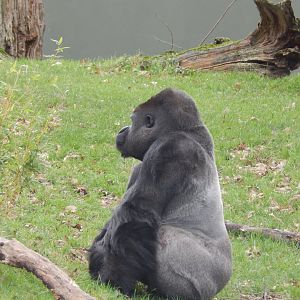 Jersey Zoo January 2019