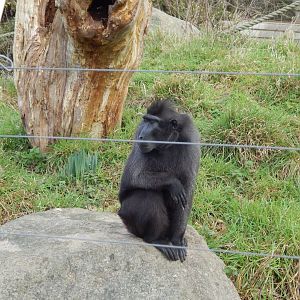 Jersey Zoo January 2019