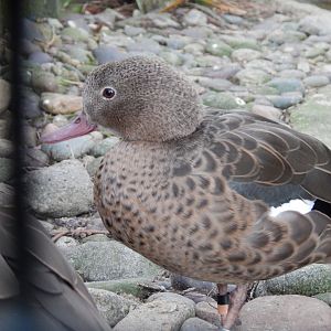 Jersey Zoo January 2019