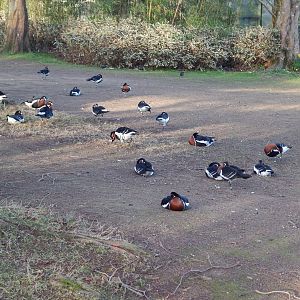 Jersey Zoo January 2019