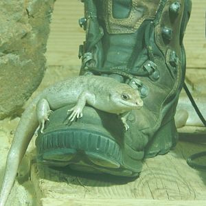 Jersey Zoo January 2019