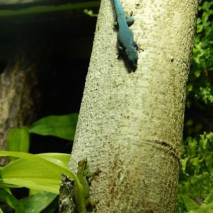 Jersey Zoo January 2019