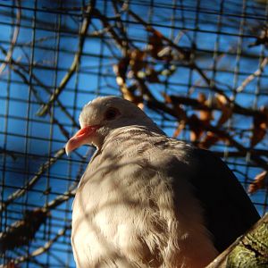 Jersey Zoo January 2019