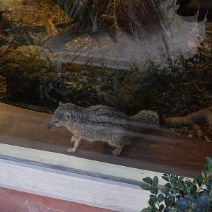 Jersey Zoo January 2019