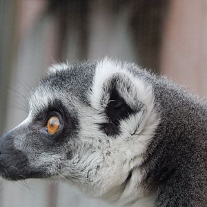 Jersey Zoo January 2019