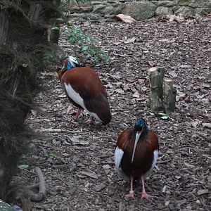 Jersey Zoo January 2019