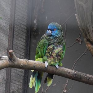 Jersey Zoo January 2019