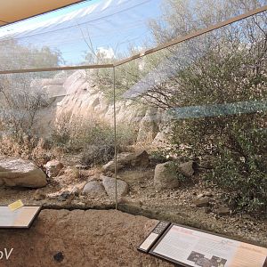 Roadrunner, reptile and spider exhibit [2015]