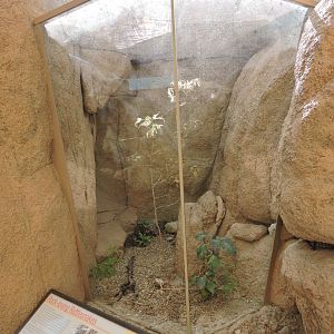 Rattlesnake terrarium [2015]