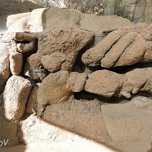 Western desert tarantula burrows [2015]