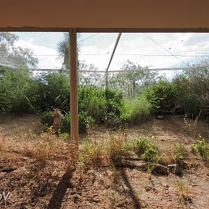Burrowing owl exhibit [2015]