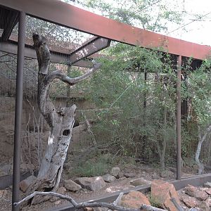 California scrub jay aviary[2015]