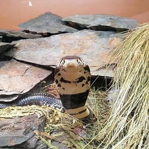 Reptilienzoo Nockalm