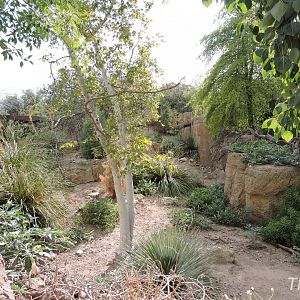 Mexican wolf exhibit [2015]