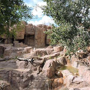 American black bear exhibit [2015]