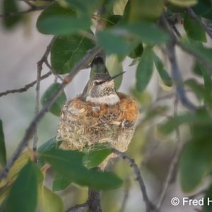 nest outside my window