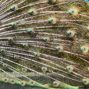 Blue peacock train feathers