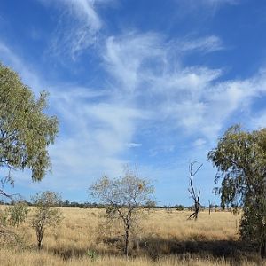 Mitchell grass area.
