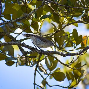 Mangrove Gerygone (Gerygone levigaster)
