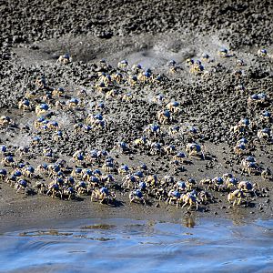 Solider Crabs (Mictyris longicarpus)