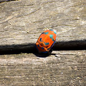 Hibiscus Harlequin Bug (Tectocoris diophthalmus)