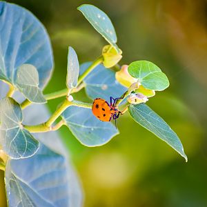 Hibiscus Harlequin Bug (Tectocoris diophthalmus)