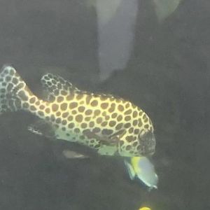 Can anybody id this fish