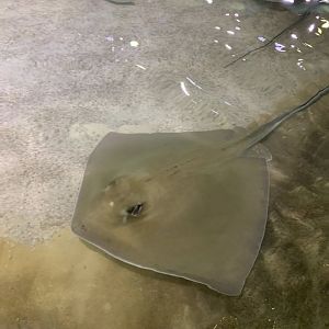 Can anybody id this stingray