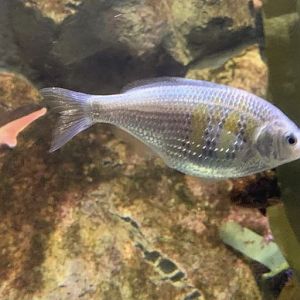 Can anybody id this fish