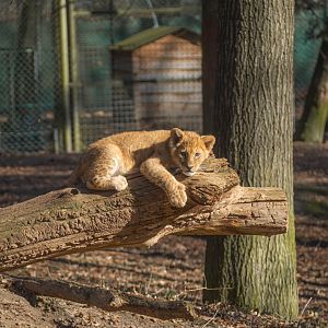 Lion Cub - Burgers Safari 2021