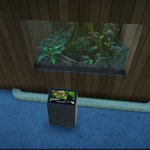 Brazilian Wandering Spider Tank