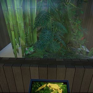 Golden Poison Frog Tank