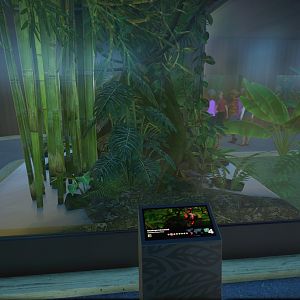 Lehmanns Poison Frog Tank