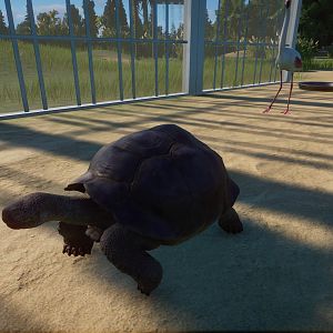 Galapagos Giant Tortoise