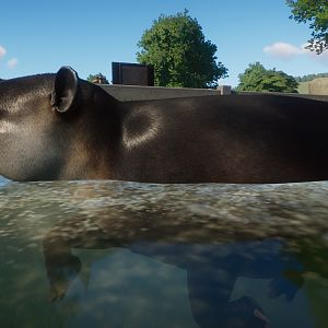 A swimming Bairds Tapir