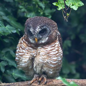African wood-owl : Cotswold Falconry Centre : 04 Sep 2020