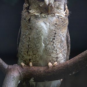 Indian scops-owl : Cotswold Falconry Centre : 04 Sep 2020